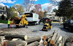 Best Tree Removal  in Fort Thomas, KY
