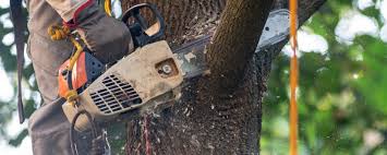 How Our Tree Care Process Works  in  Fort Thomas, KY