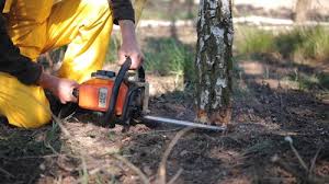 Best Tree Cabling and Bracing  in Fort Thomas, KY