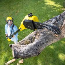 Best Tree Trimming and Pruning  in Fort Thomas, KY
