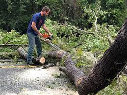 Best Tree Disease Treatment  in Fort Thomas, KY