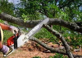 Best Commercial Tree Services  in Fort Thomas, KY