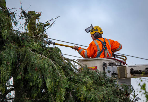 Best Arborist Consultation Services  in Fort Thomas, KY