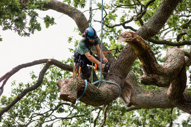 Best Tree Maintenance Programs  in Fort Thomas, KY