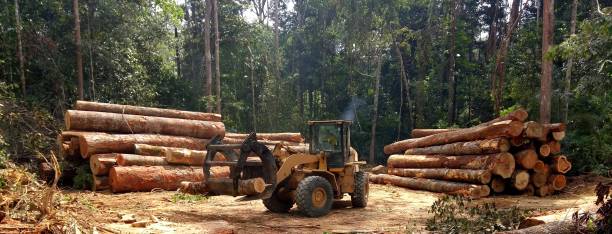 Best Tree and Shrub Care  in Fort Thomas, KY