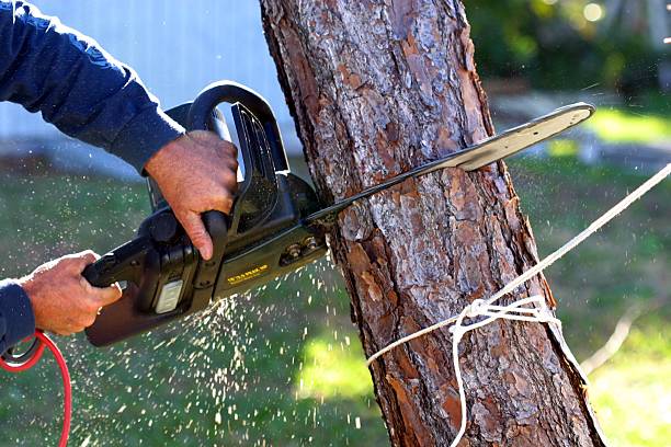 Best Aeration Services  in Fort Thomas, KY