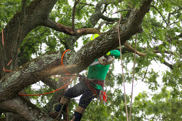 Best Lawn Maintenance Plans  in Fort Thomas, KY