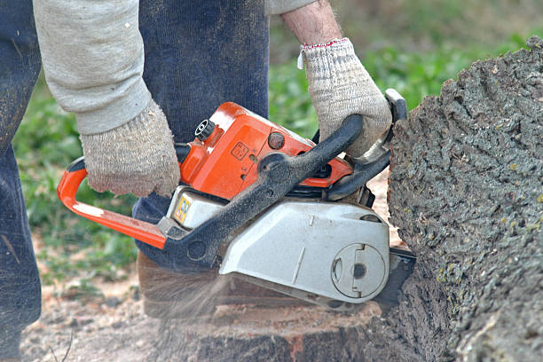 Best Lawn Disease Treatment  in Fort Thomas, KY
