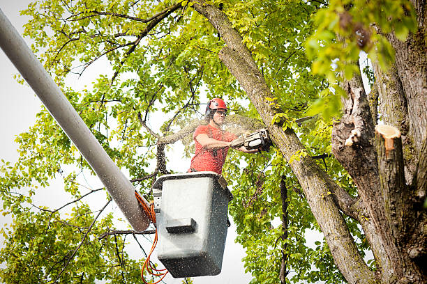Best Tree Health Inspection  in Fort Thomas, KY