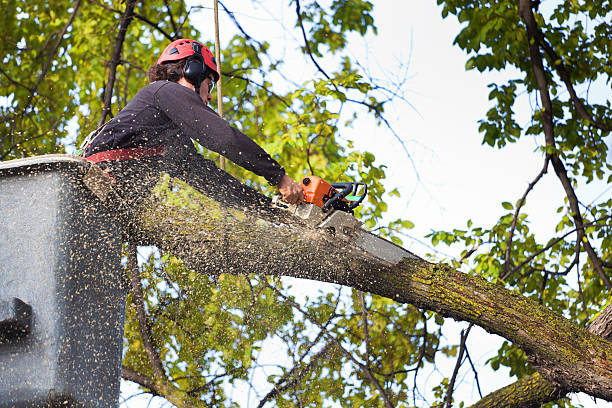 How Our Tree Care Process Works  in  Fort Thomas, KY