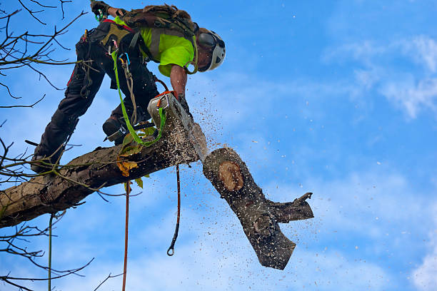 Best Tree Risk Assessment  in Fort Thomas, KY