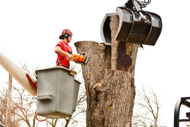 Best Utility Line Clearance  in Fort Thomas, KY